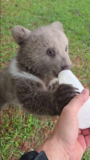 Bottle feeding a bear