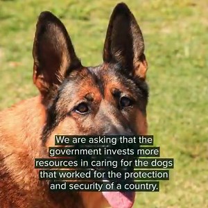 Military Dogs Deserve a Safe Retirement After Service - Not a Brutal Death! | Care2