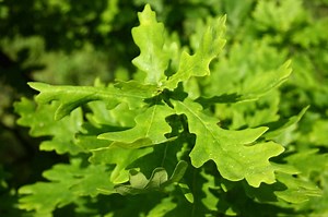 2 Typical Types of Oak Trees in Alberta - ProGardenTips
