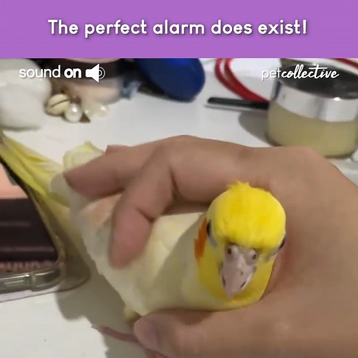 Press the bird button for adorable sounds! *presses button 10 more times* 🦜 | The Pet Collective