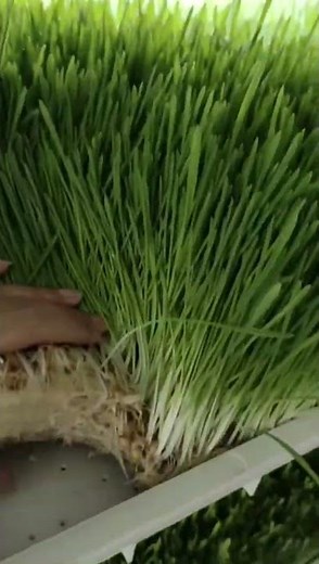 Hydroponic fodder growing inside our system #fodder