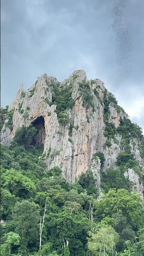 Watch bats emerge from their caves in the evening. #bats