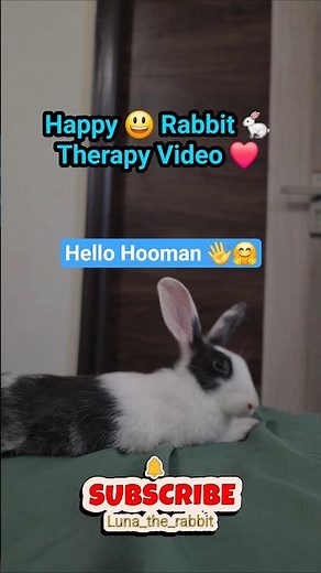 Happy Rabbit Therapy 🐰❤️ Luna Gets the Best Massage! #rabbit #bunny #bunnyrelaxing #relaxing videos