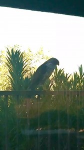 56 reactions · 18 comments |  Cooper’s Hawk | Jodi Ann | Facebook