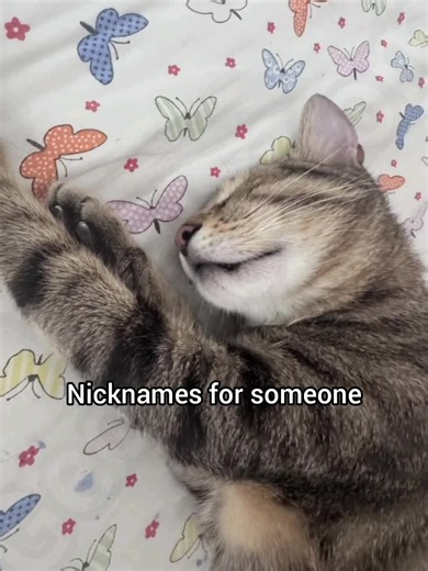 Funny Nicknames for a Cat That Doesn't Sleep | Cat Memes