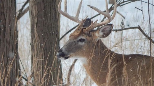 Muzzleloader season set in Ohio. Where deer hunters have found success