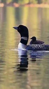 Top 3 Scariest Bird Calls Ever Captured 👀 Nature Is Terrifying! 🤯