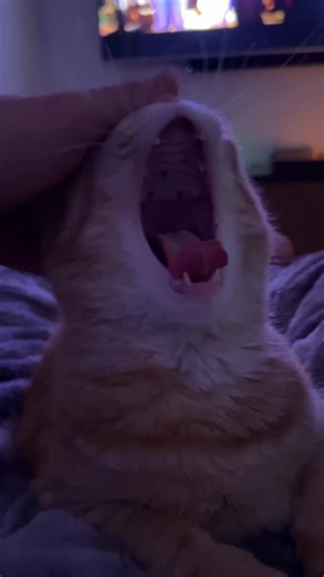 A Day in the Life of a Stay at Home Ginger Cat