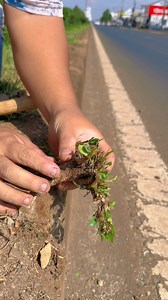 3M views · 27K reactions | Nhổ cây lề đường về làm bonsai mini cùng anh Phiêu Du Bonsai 殺 ( Edit & Voice copyright by Phieu Du bonsai | Edit reup by Bonsai BMT ) #bonsaibmt #phieudubonsa | Bonsai Mini BMT【Nhật Anh】 | Facebook