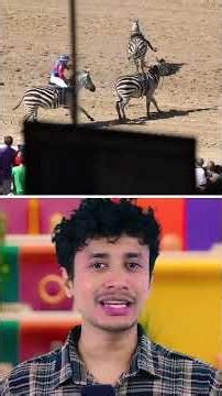 Zebras saved cause of being useless for humans 🫠