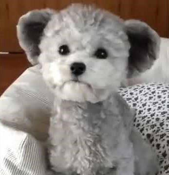 Teddy Bear Puppy