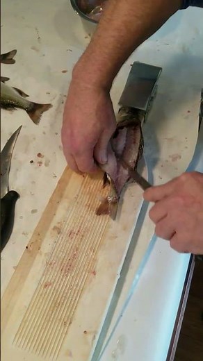 How to clean a white perch .