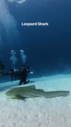 Leopard Shark | MV. Mandarin Queen