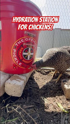 DIY Automatic Chicken Waterer | SIMPLE and EASY #backyardchickens