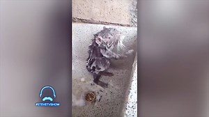 Steve can believe his eyes! Is this a rat showering like a person? 🐀🚿 | STEVE on Watch
