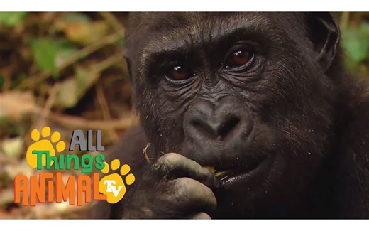 GORILLA ｜ Animals For Kids ｜ All Things Animal TV