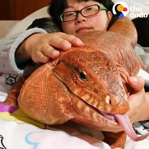 21M views · 2.3K reactions | This giant lizard loves cuddling with his mom — they even sleep together  | The Dodo | Facebook