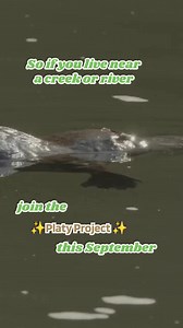 1.3K views · 18 reactions | This Spring, the platy-project returns! Head down to your local creek or river to spot a platypus and record what you see (or don’t see!). Will your footsteps be among those gently treading along a riverbank to collect data on the location of platypus this Spring? | Australian Conservation Foundation | Facebook