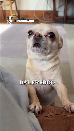 Chihuahua 🐾 Razze di Cani #cane #razzedicani #chihuahua