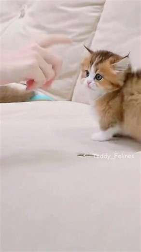 106K views · 1.1K reactions | Guilty but Innocent Kitten笠 #short #cute #loverscat #animals #hiburan | hiburan | Facebook
