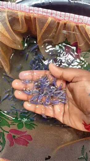 Blue Zebra Danio Available ✅ #aquariumfishmarket #aquarium #zebra #zebradano #aquariumfish #fish