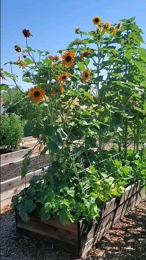 Achieve Abundant Harvests with 3 Sisters' Planting in a Raised Bed