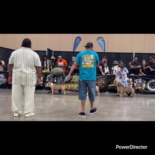 ABKC Best of the Best HIGH Ranking Bully dogs stacking up