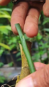 11K views · 120 reactions | Fruit tree grafting tips | GardeningFruit | Facebook