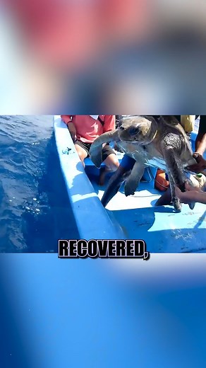 Brave Rescue: Sea Turtle Freed from Ghost Net A brave rescue turns a near-tragedy into hope as this sea turtle gets a second chance at life. #WildlifeRescue #SaveTheTurtles #OceanHeroes #AnimalCompassion #NatureSaves | Animal Kingdom Stories