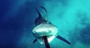 This Bull Shark Attack Will Give You Nightmares, No Doubt