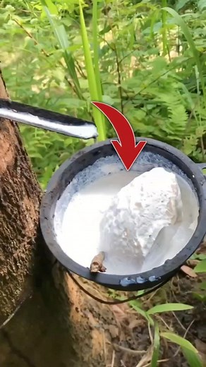 How is Natural Rubber Made in a Factory?