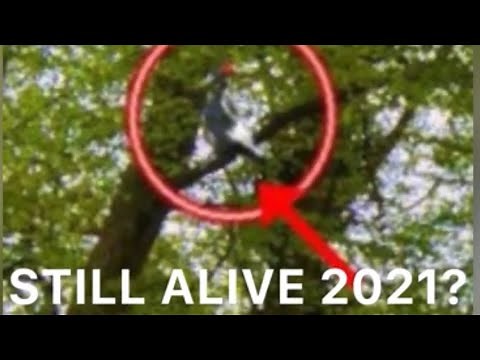 Ivory Billed Woodpecker caught on video.