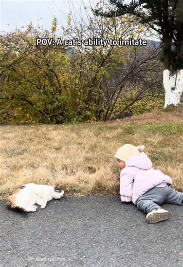 Cats That Can Imitate Sounds