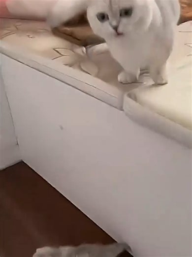 Cat's with mom part 2 #cat #funny #kucing #mom #cupcut