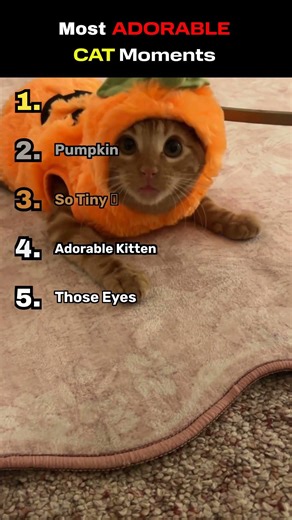 Most ADORABLE Cat Moments