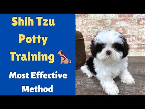 How to Potty Train a Shih Tzu at Home Easy and Fast? Effective Shih Tzu Potty Training