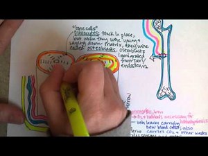 Microscopic Bone Anatomy