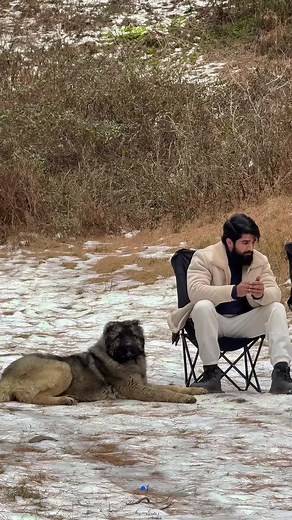 Giant Breeds: Exploring Central Asian and Caucasian Shepherds