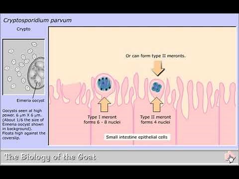 Life cycle of Cryptosporidium parvum