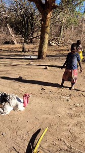 169K views · 1.7K reactions | Wild Bird Hunting Journey in the Bush #eating #food #cooking #meat | Dunia Afrika | Facebook