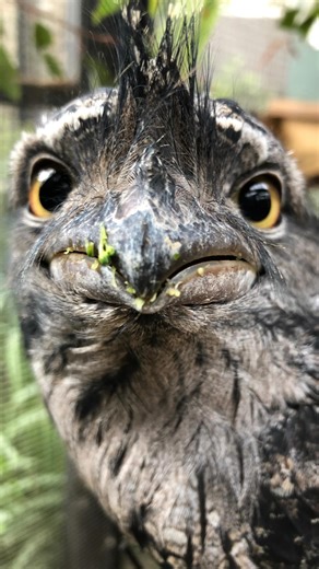 Fawning over the Tawny Frogmouth 🐸🦉 It’s no surprise this endemic nocturnal species was nominated Australian Bird of the Year! These wide-eyed masters of disguise have clearly flown their way into not just our hearts, but all of yours too 💚 Found yourself in a bird-spotting mood post the Bird of the Year excitement? The Aussie Bird Count runs from 20–26 October and is the perfect event for you to help conserve native Aussie bird species. Just 20 minutes outside counting the birds you see cont