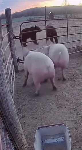 Bear Invades the Pigpen! 🐻🐷 The Pigs Fight Back