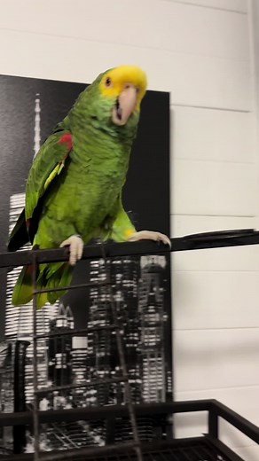 Funny Parrot Compilation from Puerto Rico