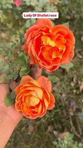 39 reactions · 4 comments | Lady of shallot rose 03457858830 #rose #gardening #tranding #gardendecor #flower | Dogar Online Nursary and Kitchen Gardening Shop | Facebook