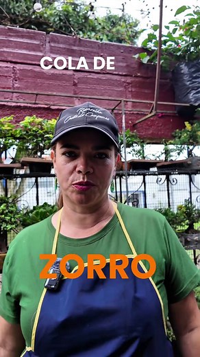 Cola de Zorro: La Planta Que Encanta en Decoración