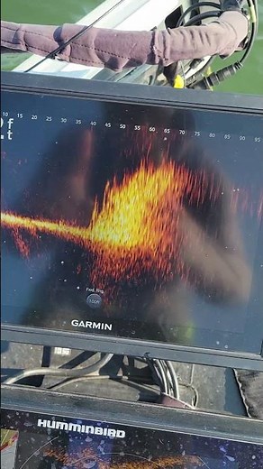 Why Your LiveScope Image Is Blurry (and How to Fix It)