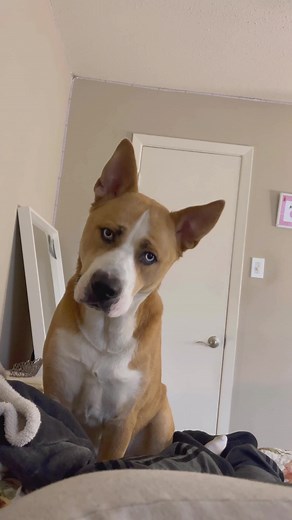 Identifying a Rio Pitbull Husky Mix: What You Need to Know