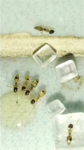 Ghost ant eating honey😱|ANT 🐜|#viral #shorts #ytshorts #ghost