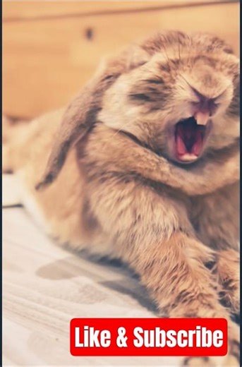 working on my #new evil laugh 😂 #funny #scary #horror #rabbit #status #voice #trend #shorts #viral