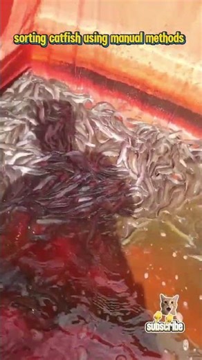 sorting catfish using manual methods #fish #catfish #cultivation #trendingshorts #viralshorts